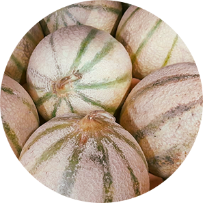 Melon